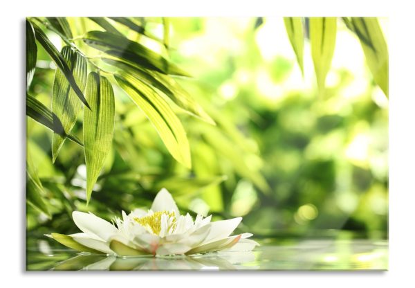 Weiße Seerose im Wasser Wellness, Glasbild Schn?ppchen